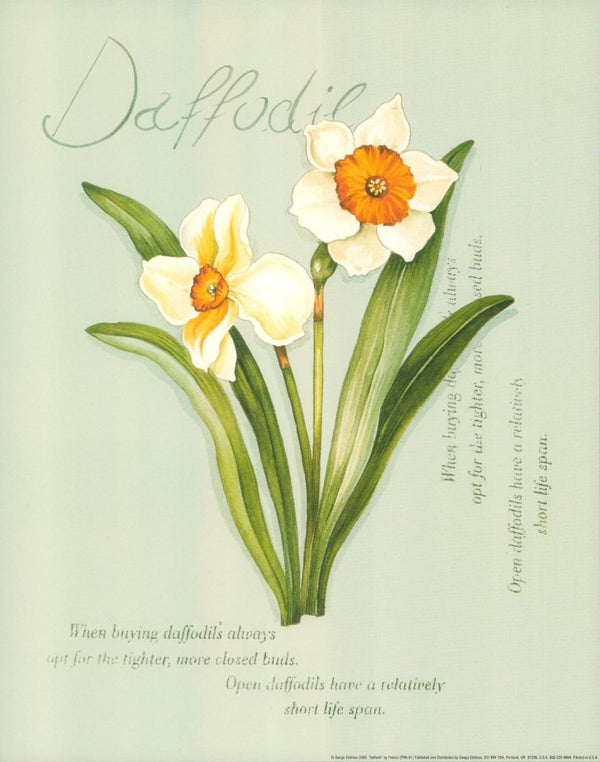 Daffodil by Franco - 11 X 14 Inches (Art Print)