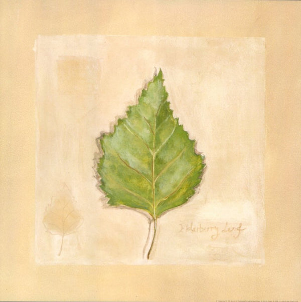 Elderberry Leaf by Gia - 12 X 12 Inches (Art Print)