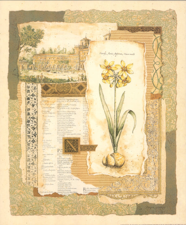 Botanical Narcissus by Pamela Gladding - 12 X 16 Inches (Art Print)