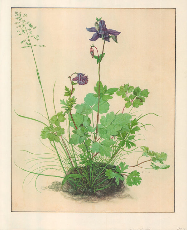 Columbine, 1526 by Albrecht Dürer - 14 X 17 Inches (Offset Lithograph Fine Art Print)