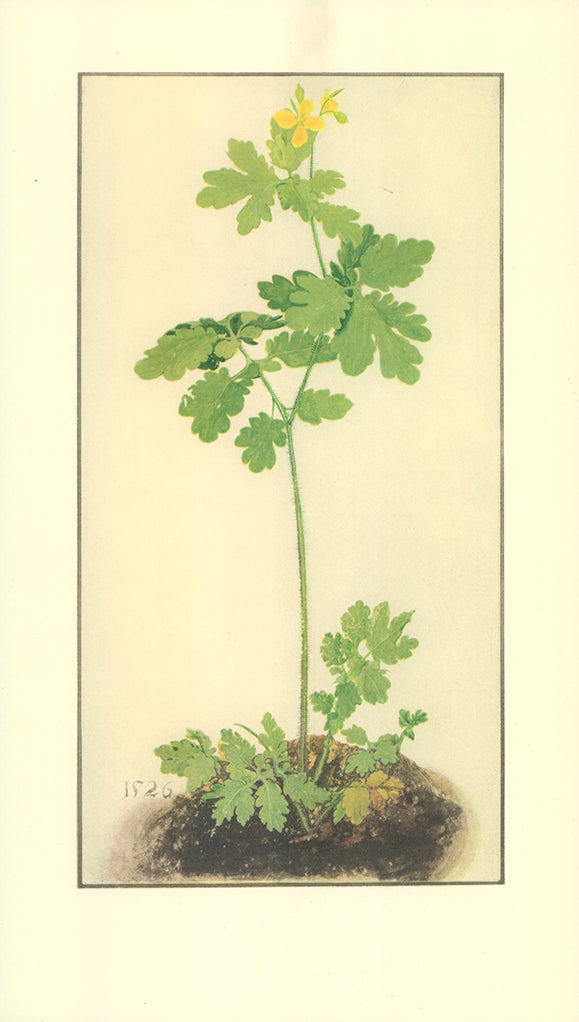 Chélidoine by Albrecht Durer - 9 X 15 Inches (Offset Lithograph Colored)