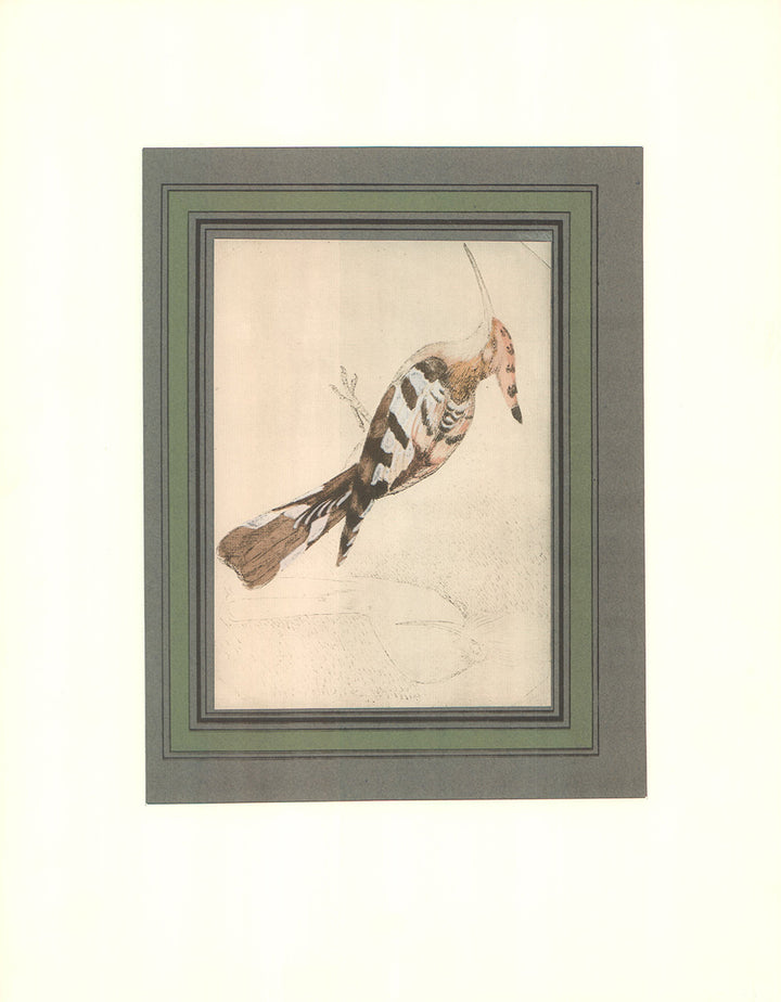 Woodpeckers by Antonio Pisanello - 14 X 18 Inches (Offset Lithograph with Matte Fine Art Print)