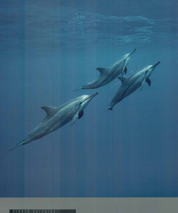Spinner Dolphins by François Gohier - 24 X 28 Inches (Art Print)