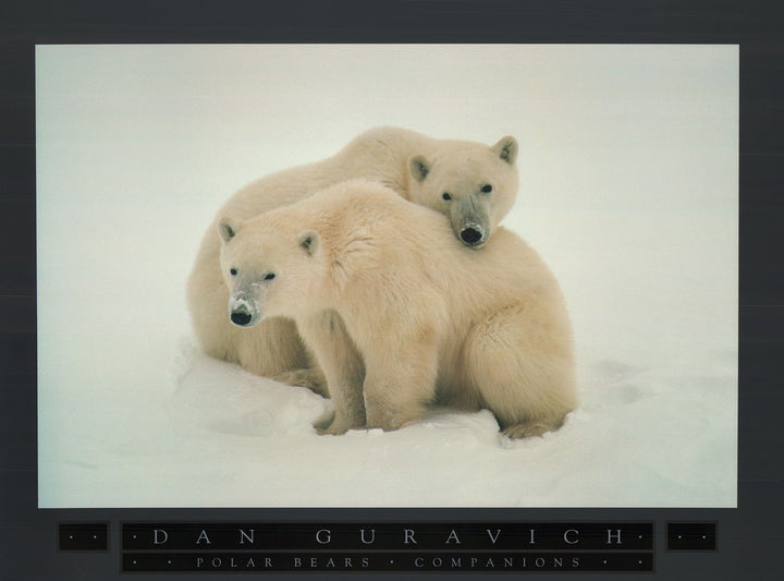 Polar Bears Companions by Dan Guravich - 24 X 32 Inches (Offset Lithograph)