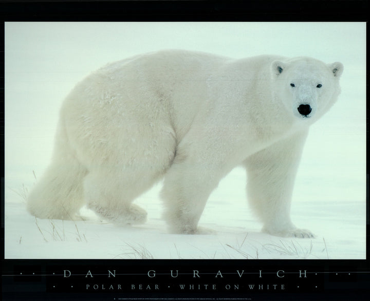 Polak Bear White by Dan Guravich - 24 X 32 Inches (Art Print)