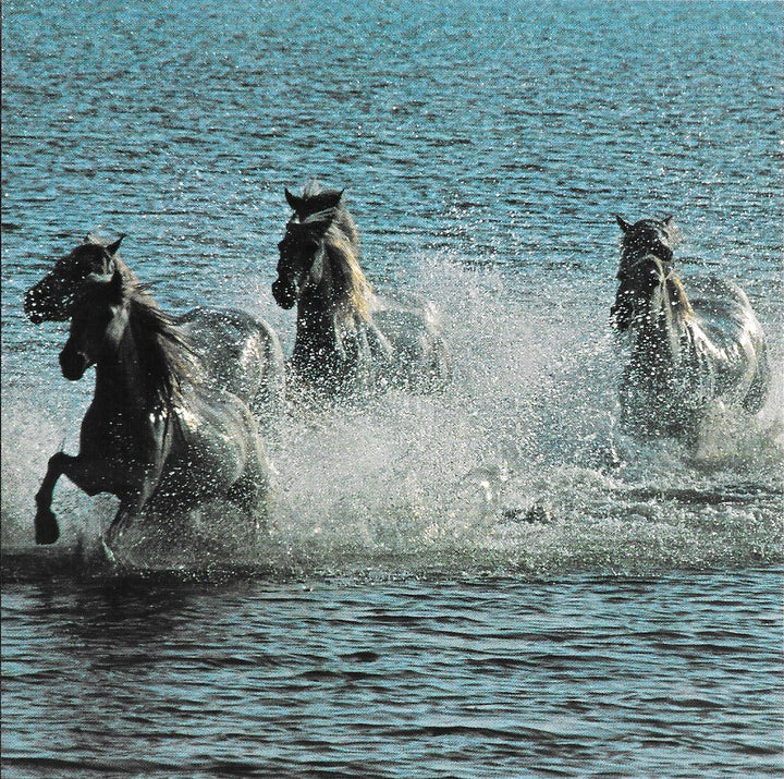 Galloping in the Camargue by Gérard Sioen - 6 X 6 Inches (10 Postcards)