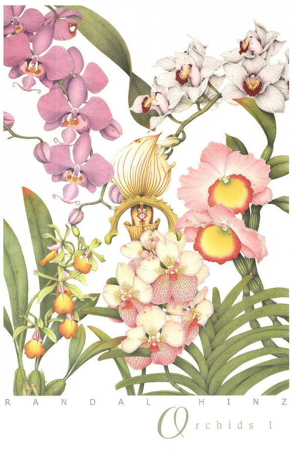 Orchids I by Randal Hinz - 24 X 36 Inches (Art Print)