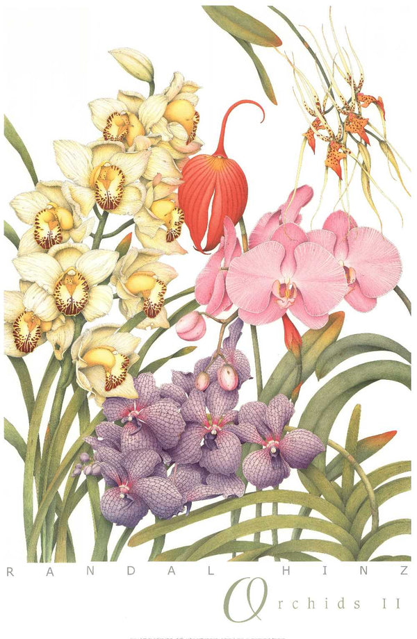 Orchids II by Randal Hinz - 24 X 36 Inche (Art Print)