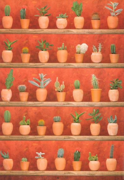 Cactus by Stefano Bianchetti - 19 X 28 Inches (Art Print)