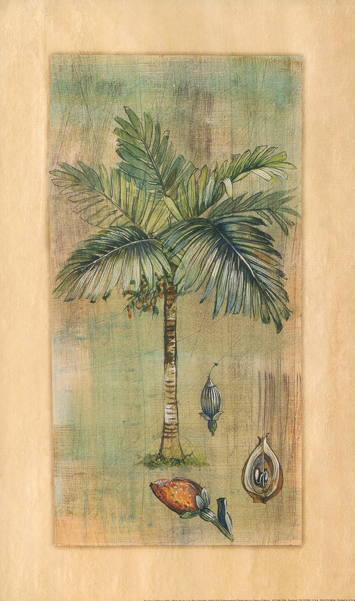 Palm Study I by Paul Hargittai - 10 X 17 Inches (Art Print)