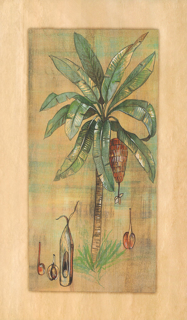 Palm Study II by Paul Hargittai - 10 X 17 Inches (Art Print)