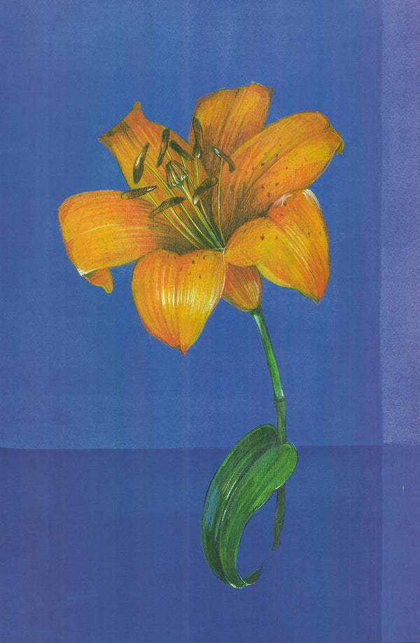 Flower on Blue, 1999 by Paul Hargittai - 16 X 24 Inches (Art Print)