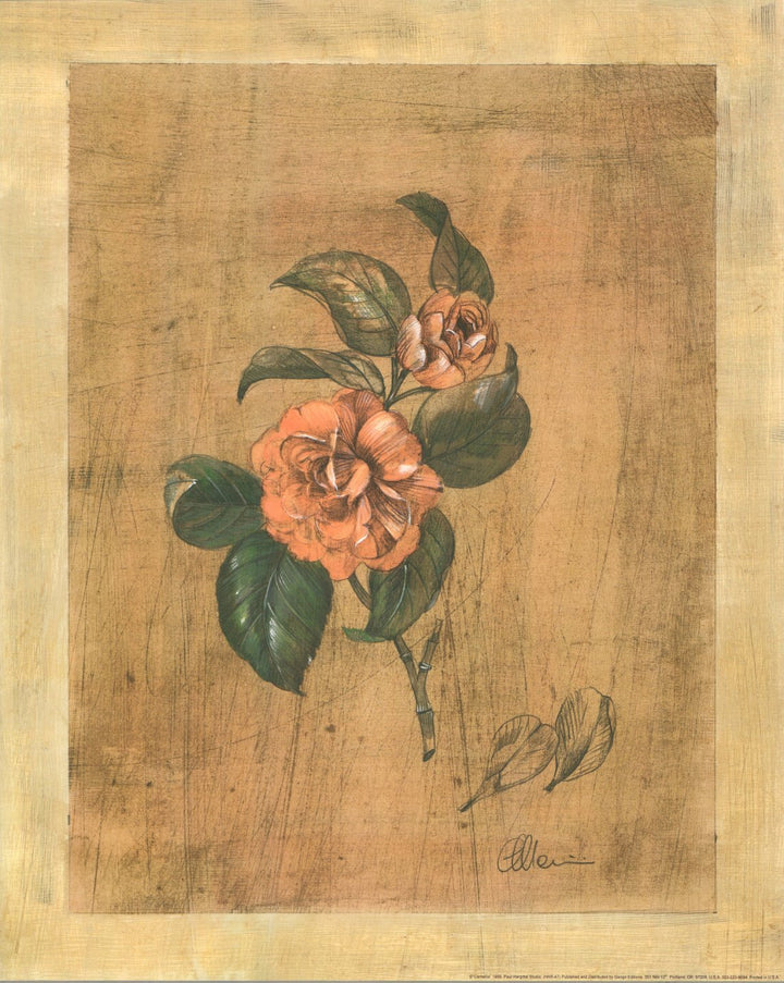 Camellia by Paul Hargittai - 16 X 20 Inches (Art Print) 