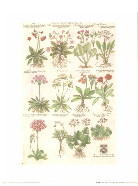 Herbal II by Robert Morrison  - 12 X 16 Inches (Art Print).