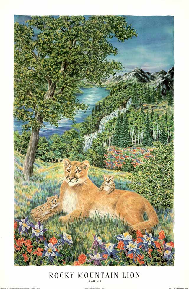 Rocky Mountain Lion by Jan Law - 24 X 36 Inches (Art Print)