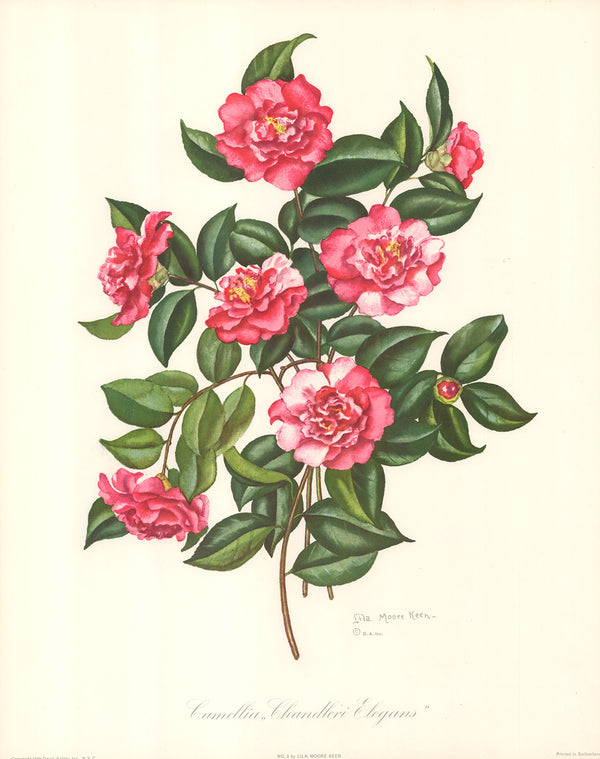Camellia 2 by Chandleri Elegans - 16 X 20 Inches (Art Print)