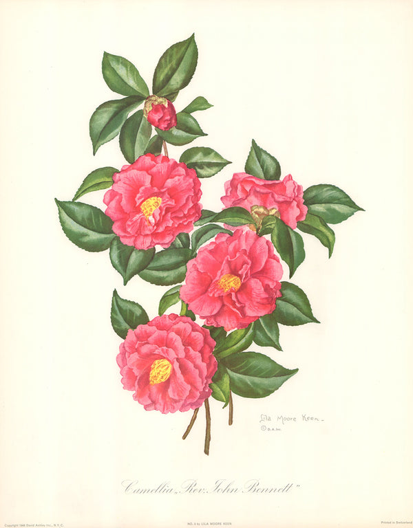 Camellia 3 by Rev. John Bennet - 16 X 20 Inches (Art Print)