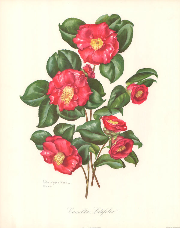 Camellia 4 by Latifolia - 16 X 20 Inches (Art Print)