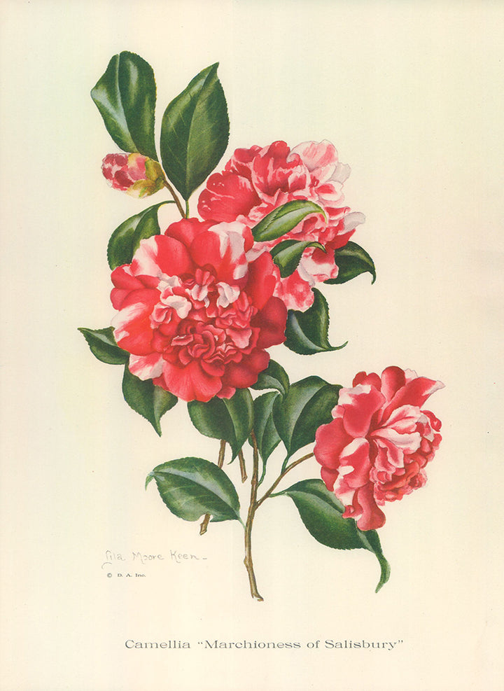 Camellia Marchioness of Salisbury - 12 X 15 Inches (Art Print)