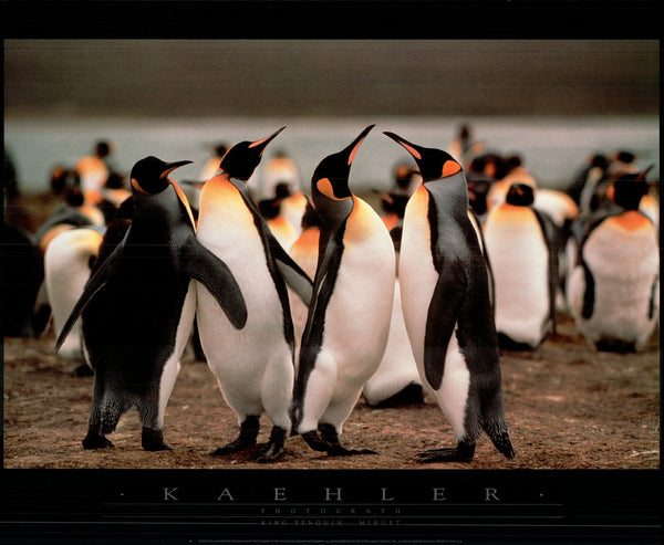 King Penguin-Minuet by Wolfgang Kaehler - 24 X 32 Inches (Art Print)