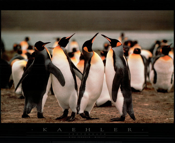 King Penguin-Minuet by Wolfgang Kaehler - 24 X 32 Inches (Art Print)