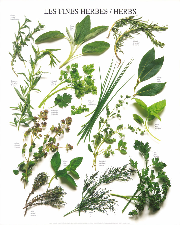 Herbs by Atelier Nouvelles Images - 16 X 20 Inches (Art Print)