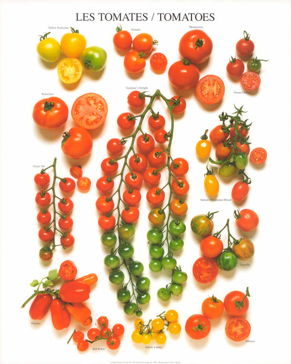 Tomatoes, 1993 by Roger Phillips & Martyn Rix - 16 X 20 Inches (Art Print)