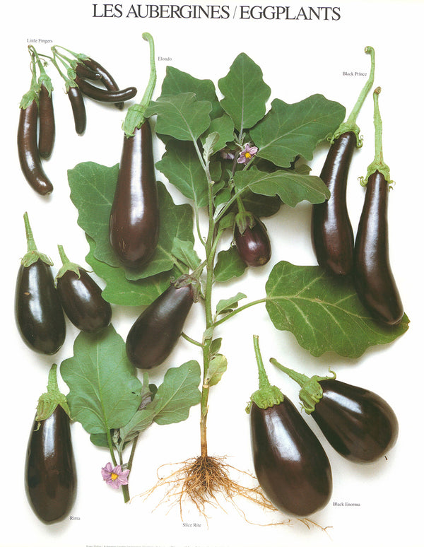 Les Aubergines/Eggplants by Atelier Nouvelles Images - 16 X 20 Inches (Art Print)