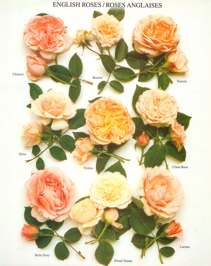 English Roses/Roses Anglaises by Atelier Nouvelles Images - 16 X 20 Inches (Art Print)