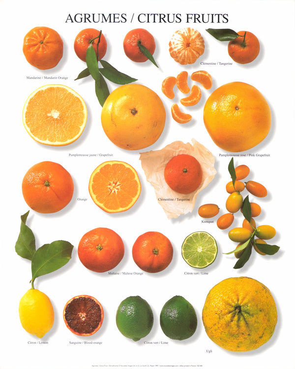 Citrus Fruit by Atelier Nouvelles Images - 16 X 20 Inches (Art Print)