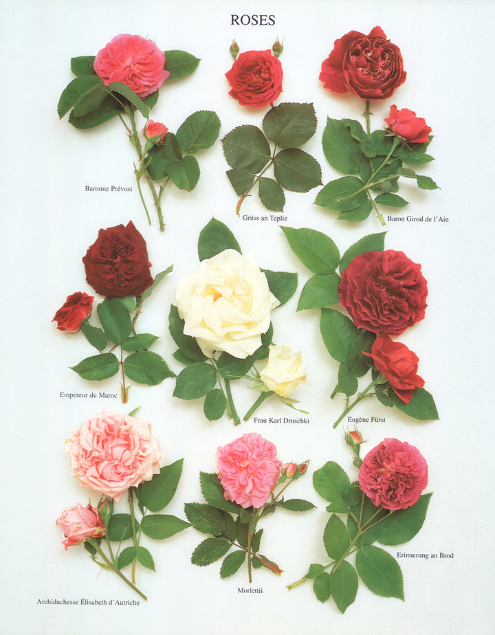 Roses by Atelier Nouvelles Images - 16 X 20 Inches (Art Print)