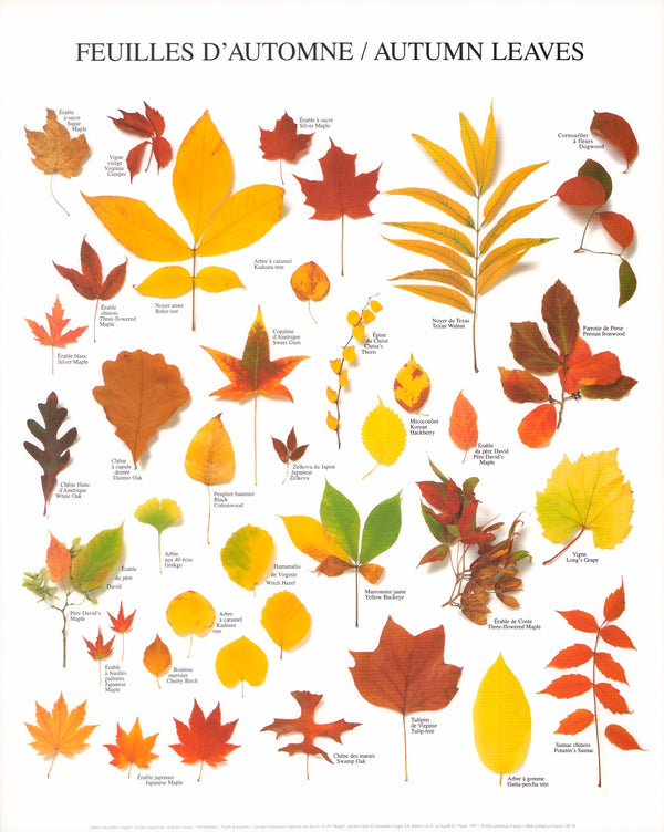 Autumn Leaves by Atelier Nouvelles Images - 16 X 20 Inches (Art Print)