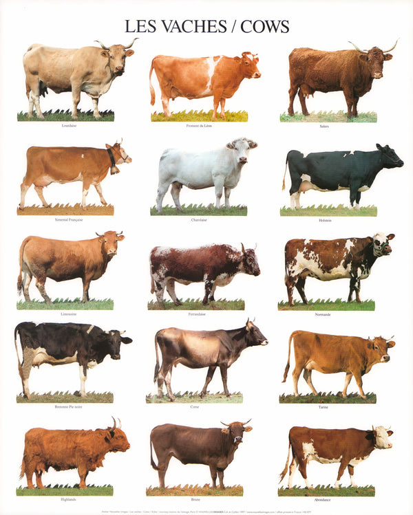Cows by Atelier Nouvelles Images - 16 X 20 Inches (Art Print)