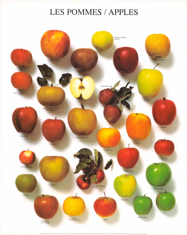 Apples by Atelier Nouvelles Images - 16 X 20 Inches (Art Print)