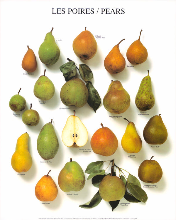 Pears by Atelier Nouvelles Images - 16 X 20 Inches (Art Print)