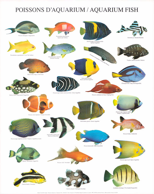 Aquarium Fish by Atelier Nouvelles Images - 16 X 20 Inches (Art Print)