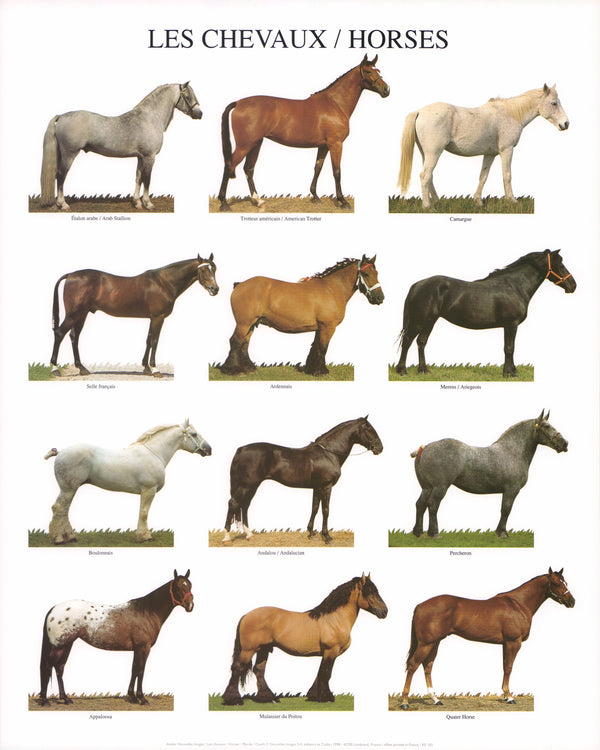 Horses by Atelier Nouvelles Images - 16 X 20 Inches (Art Print)