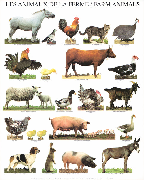Farm Animals by Atelier Nouvelles Images - 16 X 20 Inches (Art Print)