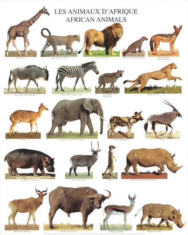 African Animals by Atelier Nouvelles Images - 16 X 20 Inches (Art Print)