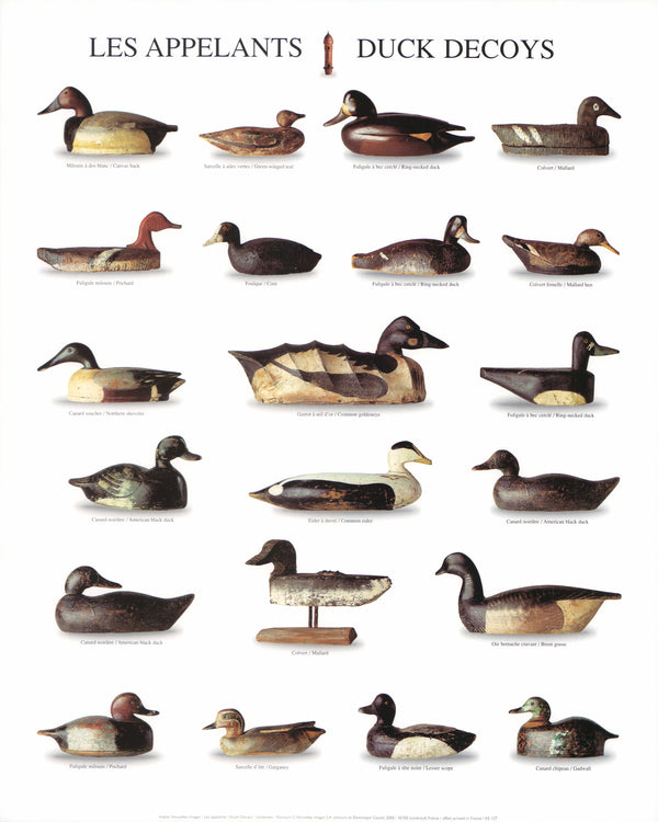 Duck Decoys by Atelier Nouvelles Images - 16 X 20 Inches (Art Print)