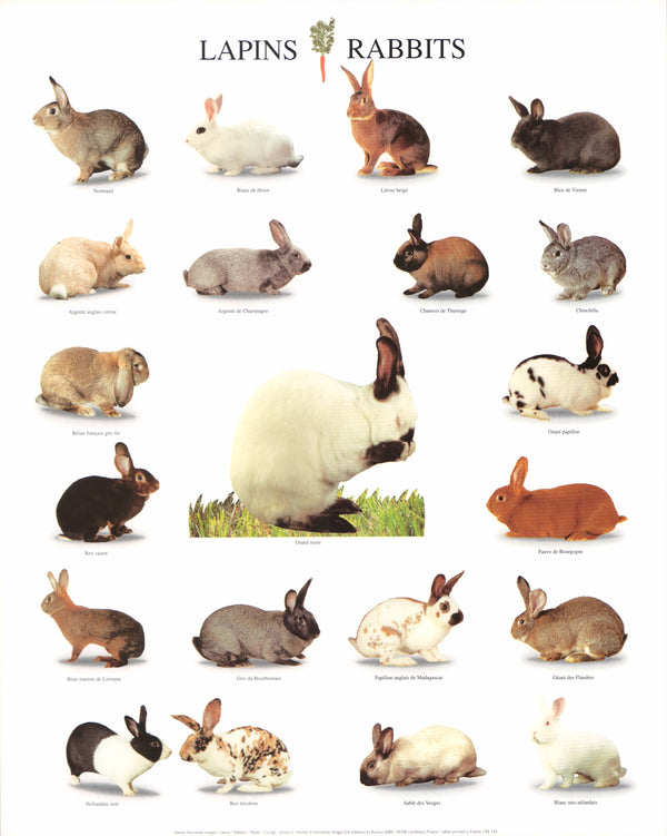 Rabbits by Atelier Nouvelles Images - 16 X 20 Inches (Art Print)