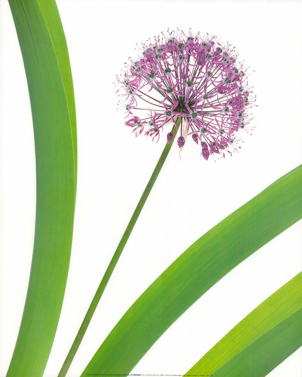 Allium Sp. Famille Liliacéaé by Olivier Borderie - 16 X 20 Inches (Art Print)