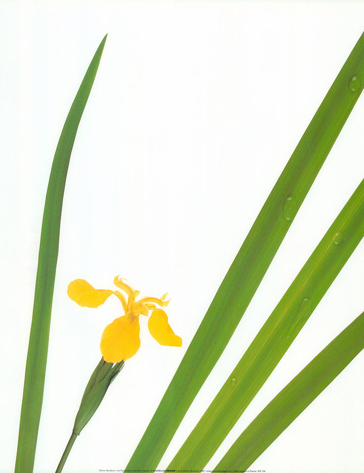Iris Pseudoalorus by Atelier Nouvelles Images - 16 X 20 Inches (Art Print)