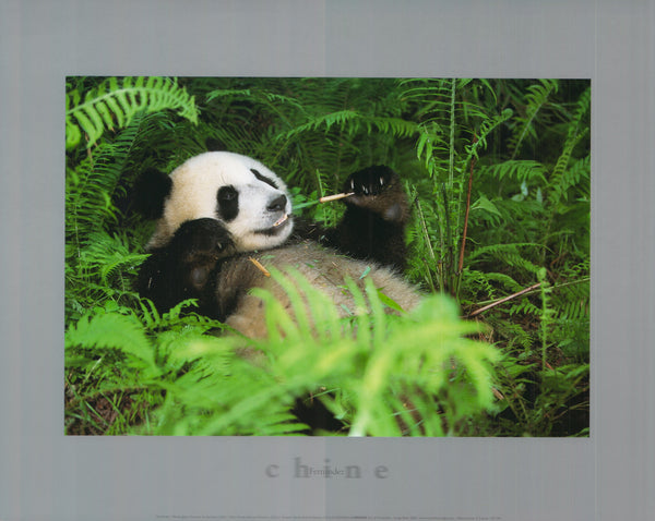 Giant Panda, Sechuan Province, China by Fernandez - 16 X 20 Inches (Art Print)