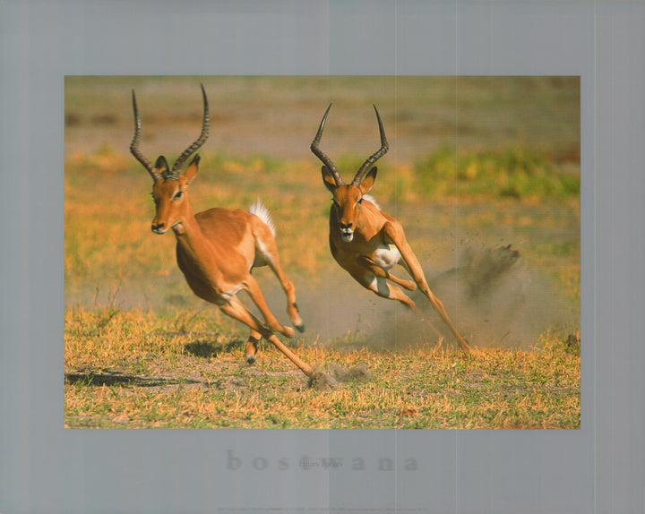 Impalas by Hilary Pooley - 16 X 20 Inches (Art Print)