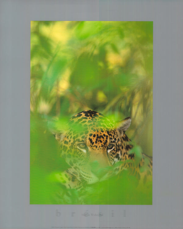 Jaguar, Mato Grosso, Brésil by Staffan Widstrand - 16 X 20 Inches (Art Print)