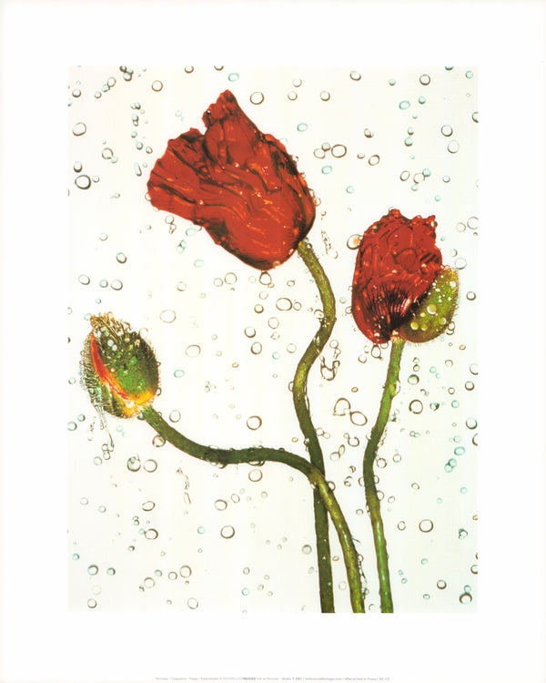 Poppy by Wuchner - 16 X 20 Inches (Art Print)