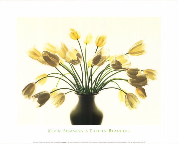 White Tulips by Kevin Summers - 16 X 20 Inches (Art Print)