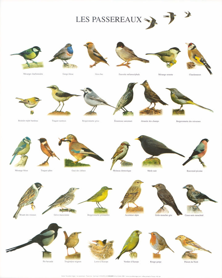 Passerines by Atelier Nouvelles Images - 16 X 20 Inches (Art Print)