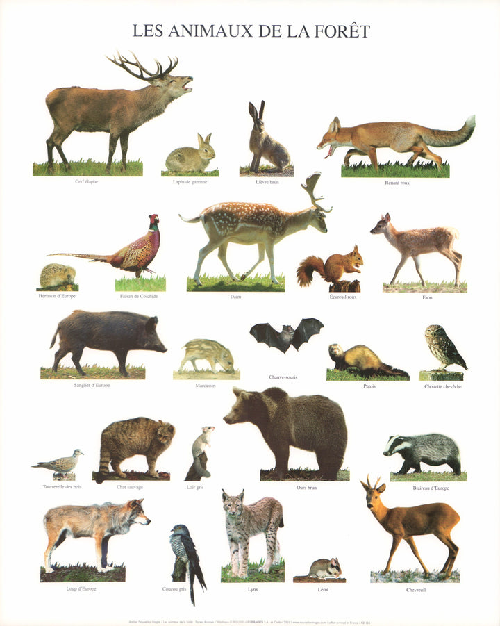 Forest Animals by Atelier Nouvelles Images - 16 X 20 Inches (Art Print)